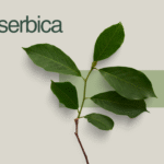 Sirbserbica